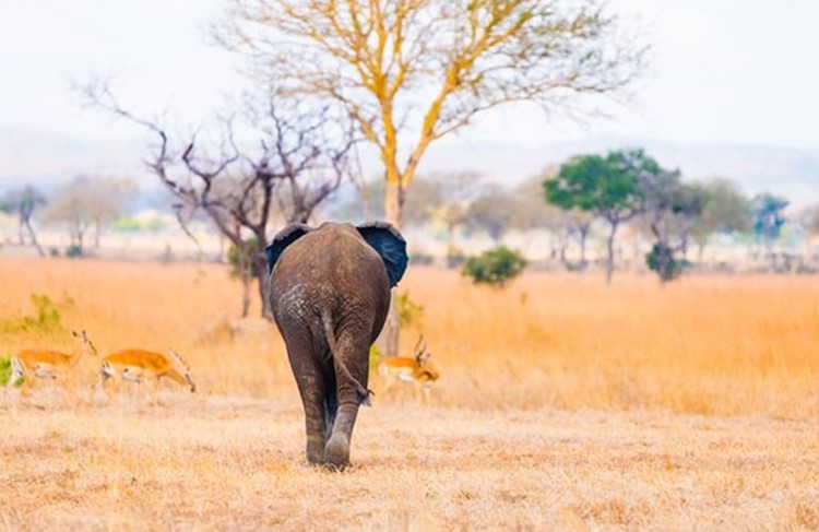 photo of Selous Game Reserve & Mikumi National Park